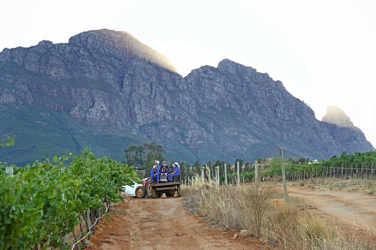 Muratie GP Canitz Cottage Municipalità locale di Municipalità locale di Stellenbosch Esterno foto